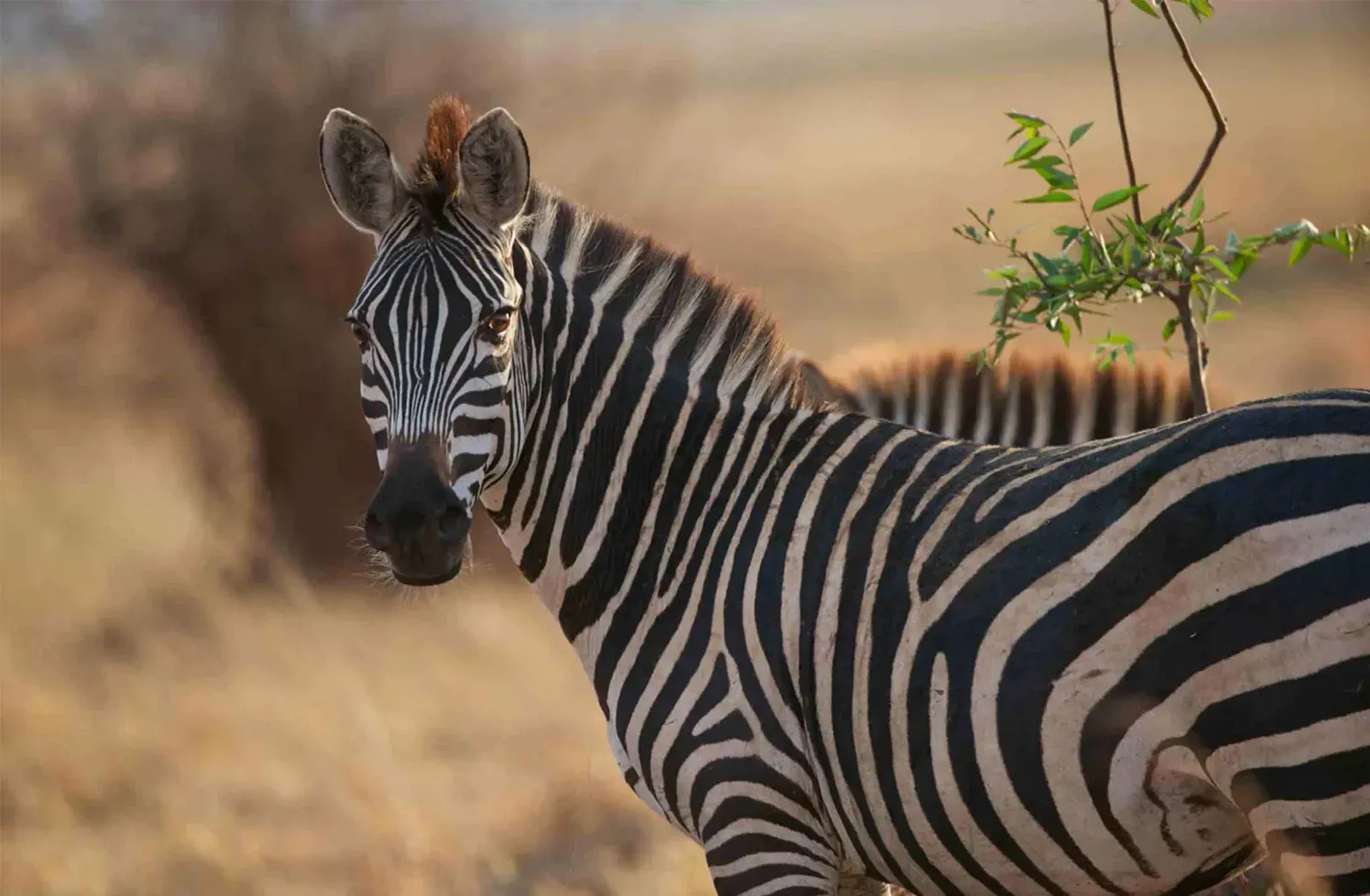 Beautiful landscapes with wildlife